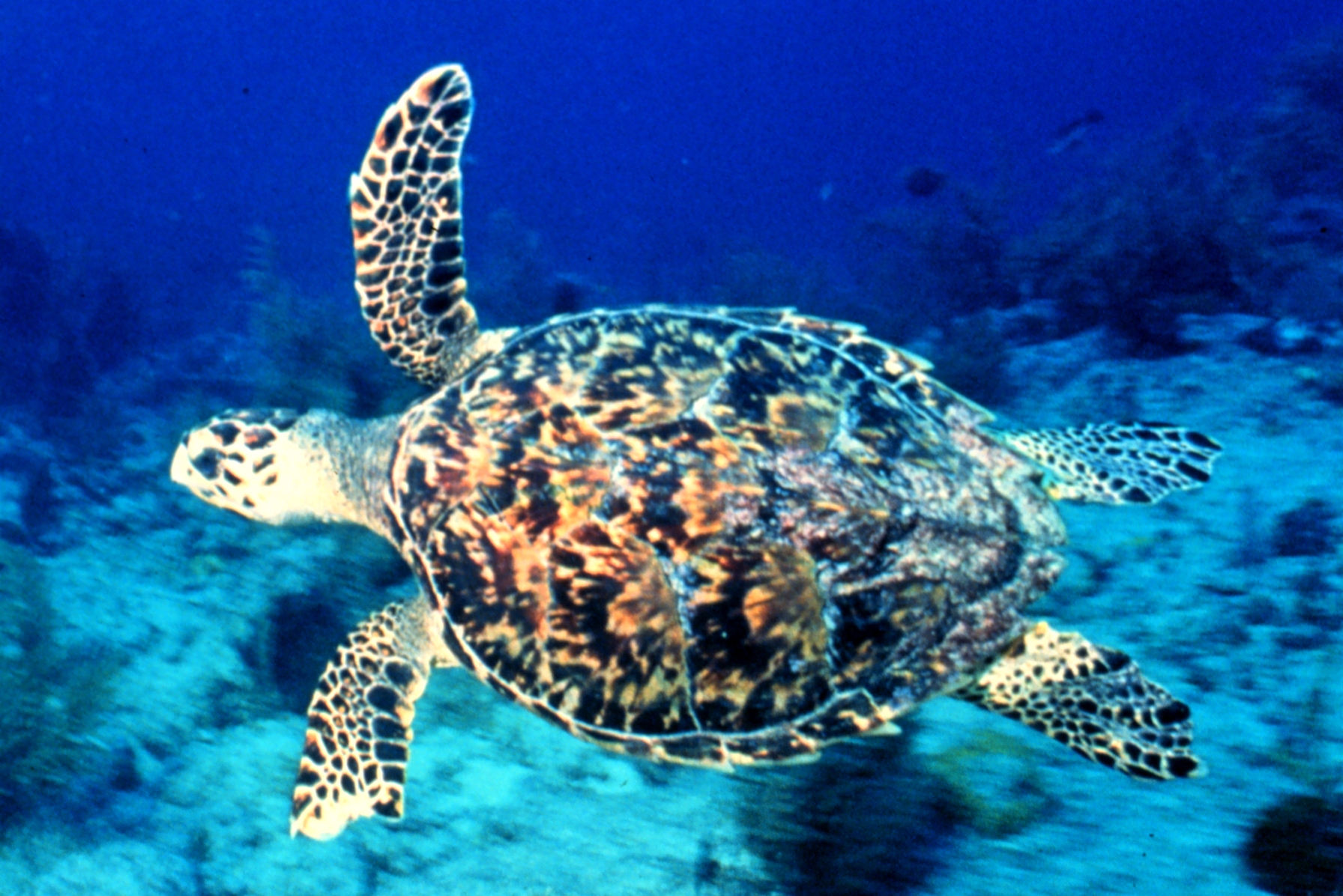 hawksbill